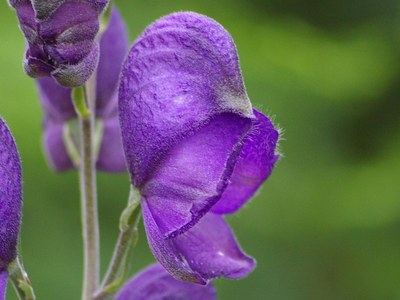 Aconitum napellus (Acon.)