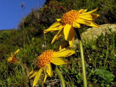 Arnica montana (Arn.)